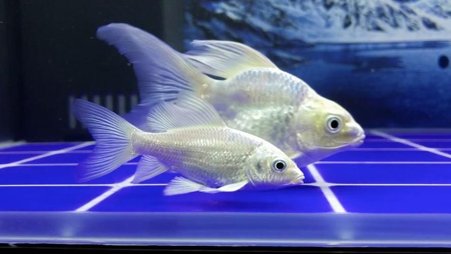 蝴蝶鯉照片【東莞市觀賞魚(yú)協(xié)會(huì):蝴蝶鯉和白金龍鳳鯉】