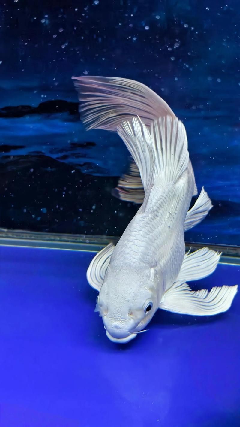 蝴蝶鯉照片【東莞市觀賞魚(yú)協(xié)會(huì):蝴蝶鯉和白金龍鳳鯉】
