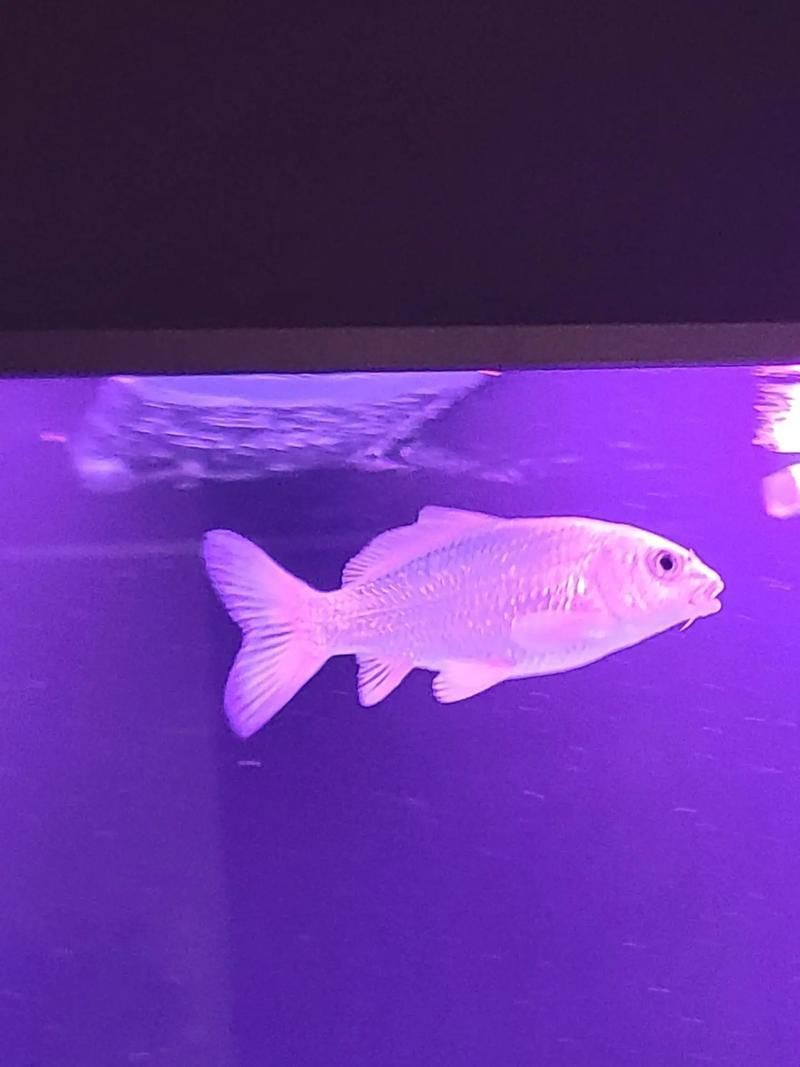蝴蝶鯉照片【東莞市觀賞魚(yú)協(xié)會(huì):蝴蝶鯉和白金龍鳳鯉】