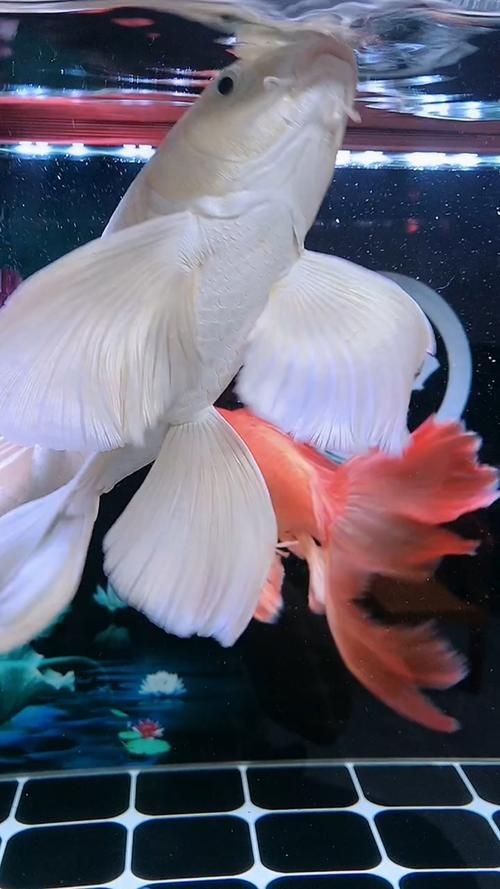 龍魚胡子斷了怎么辦，龍魚胡子斷了如何護(hù)理龍魚胡子斷了多久能恢復(fù)功能
