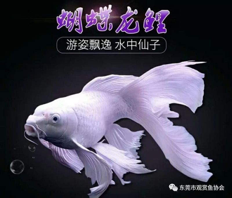 蝴蝶鯉照片【東莞市觀賞魚(yú)協(xié)會(huì):蝴蝶鯉和白金龍鳳鯉】