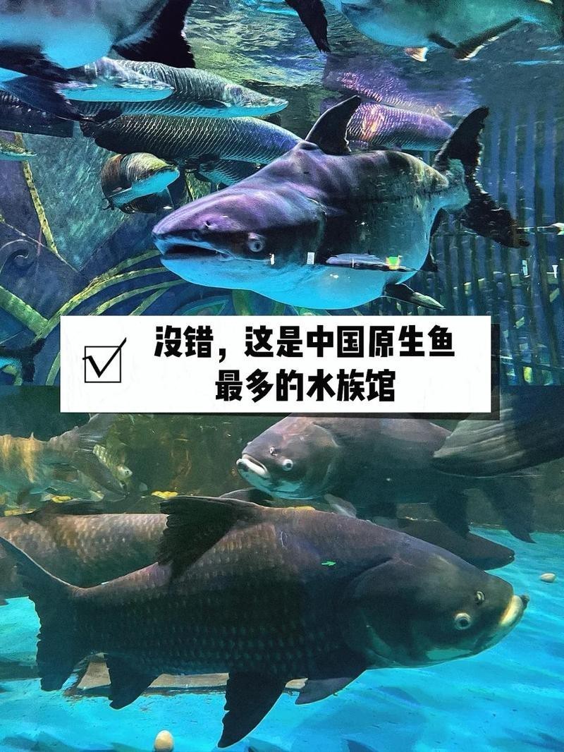 邊壩水族店【智能模式回答完成調用工具：百度地圖-酒店】