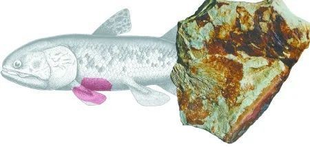 肺魚是不是兩棲動物【肺魚與兩棲動物之間存在密切的進化關鍵環節23】