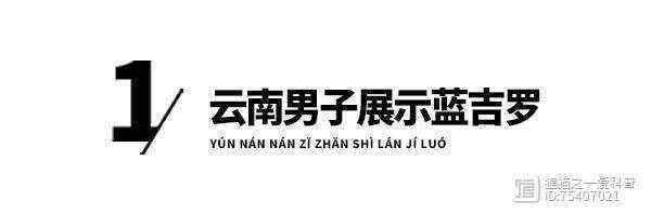 藍吉羅魚價格表2025【云南男子展示“藍吉羅”,幽靈藍配色很驚艷,網友:這條能換一頭牛!】