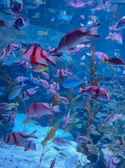 稻城水族店【稻城水族店/水族館體驗】