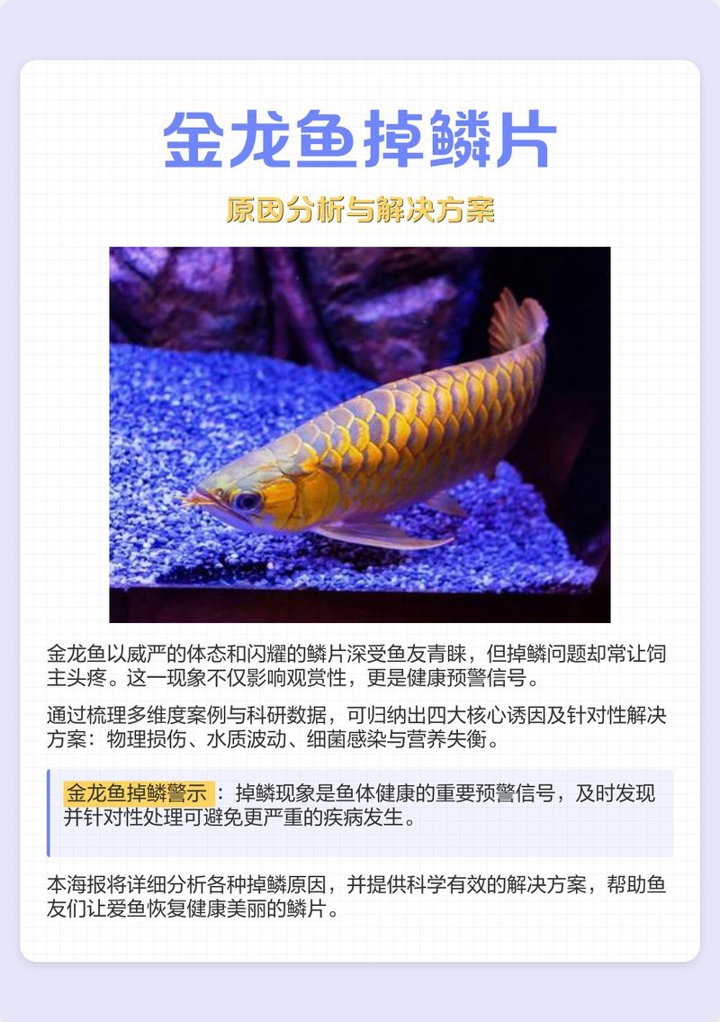 金龍魚第六排鱗片如何保養？【金龍魚掉鱗片什么原因】