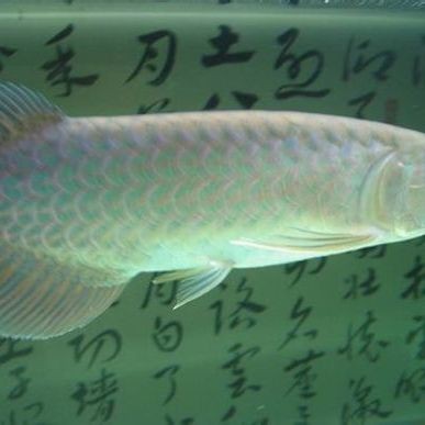 青龍龍魚店【如何辨別青龍魚的市場價格是多少】