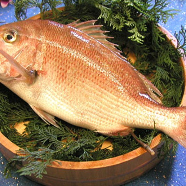 鯛魚是寒性還是溫性【吃鯛魚是去火還是上火】