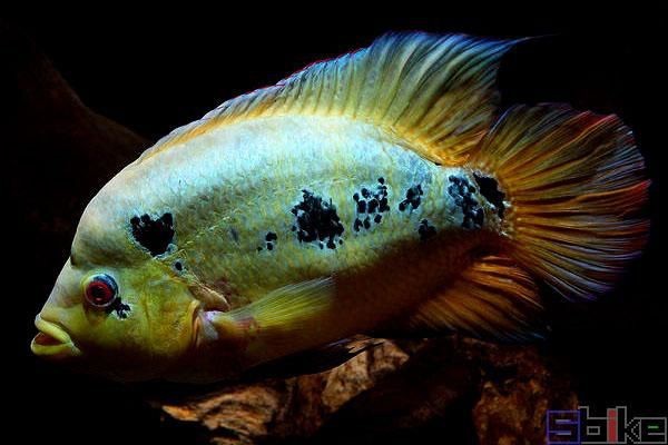 金虎魚圖片大全大圖【金虎魚的種類】