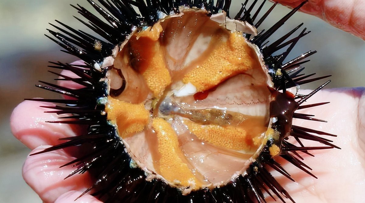 深海龍魚(yú)有哪些天敵案例【深海龍魚(yú)與海龜?shù)牟东C較量】