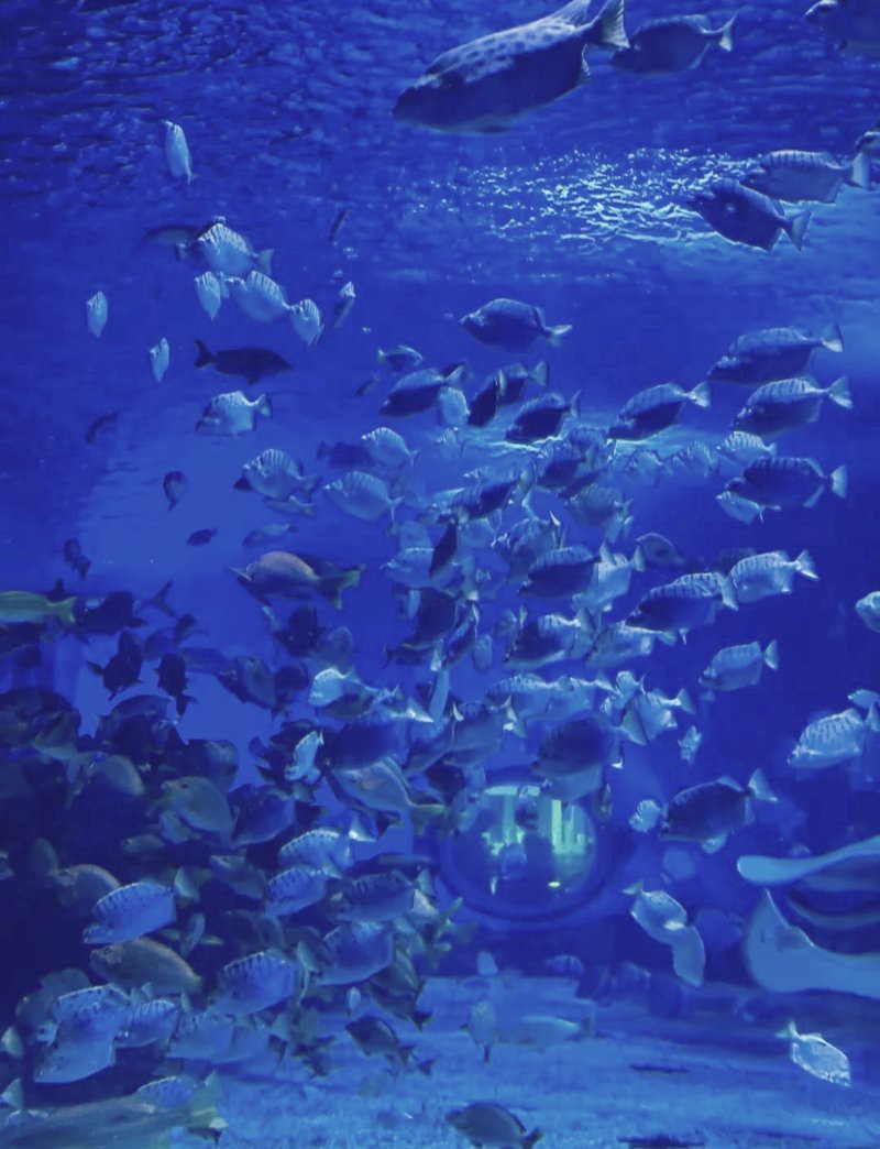 衡水水族店【愛企查衡水市主要水族店】