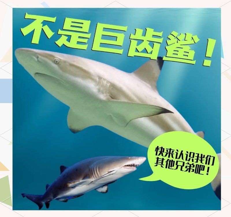 虎斑鴨嘴鯊最簡單三個(gè)東西【它來自亞馬遜河,靠著一身“虎紋”討人喜歡,網(wǎng)友:能吃嗎】