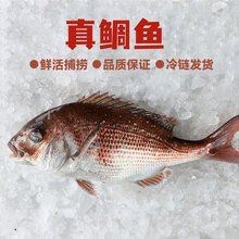 紅鯛魚多少錢一斤【深海紅鯛魚多少錢一斤】