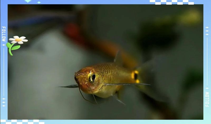 龍須貓魚能不能混養
