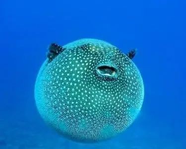 福鼓魚是河豚的一種嗎【福鼓魚是河豚嗎？】