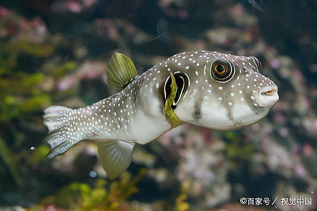 福鼓魚是河豚的一種嗎【福鼓魚是河豚嗎？】