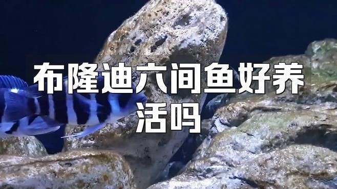 制作龍魚缸需要多長時間？，制作一個龍魚缸所需的時間因魚缸尺寸、工藝要求及是否定制等因素而異 制作龍魚缸需要多長時間？，制作一個龍魚缸所需的時間因魚缸尺寸、工藝要求及是否定制等因素而異 龍魚百科 第1張