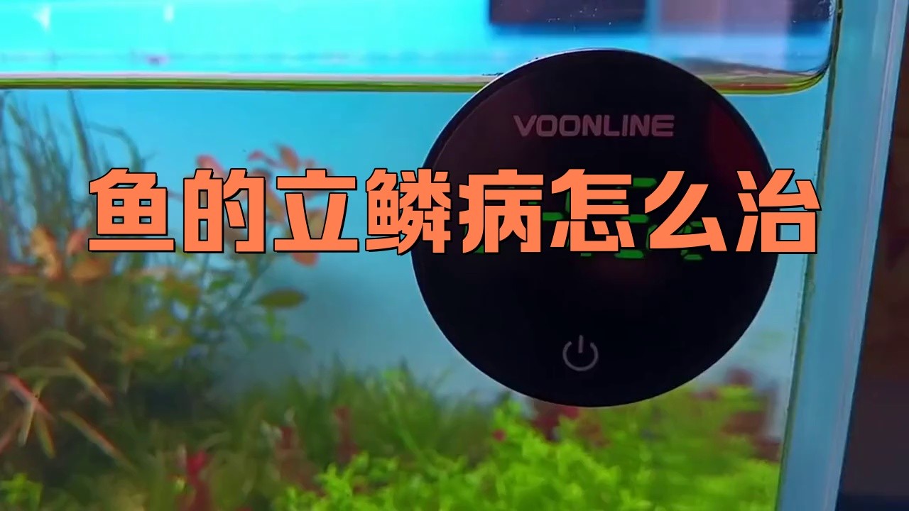 紅龍魚立鱗病有哪些治療方法？【智能模式回答完成調用工具：百度健康】