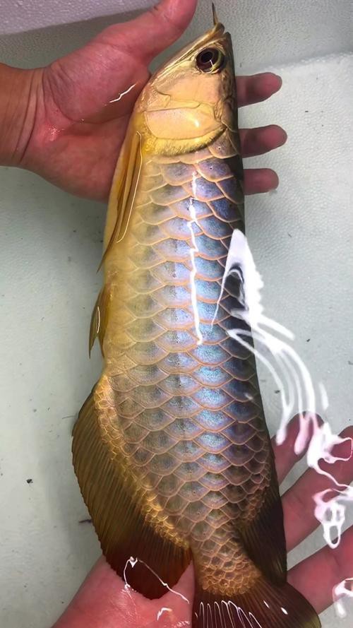 給我一張七彩金龍魚的圖片【 給我一張七彩金龍魚的圖片【\