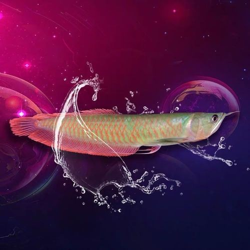 給我一張七彩金龍魚的圖片【 給我一張七彩金龍魚的圖片【\