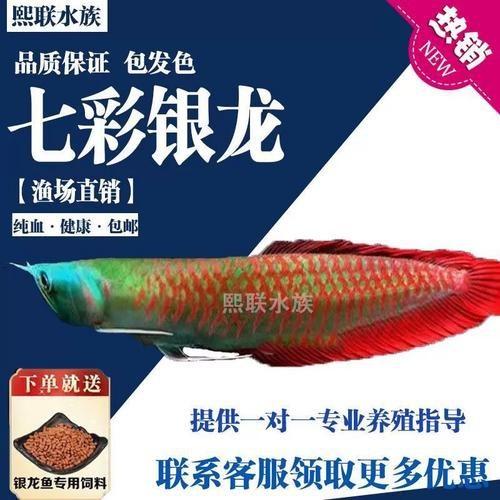 給我一張七彩金龍魚的圖片【 給我一張七彩金龍魚的圖片【\