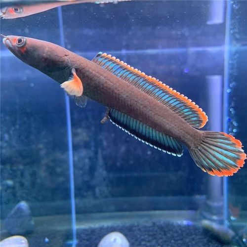 給我一張七彩金龍魚的圖片【 給我一張七彩金龍魚的圖片【\