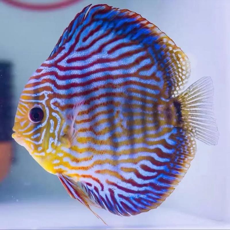 給我一張七彩金龍魚的圖片【 給我一張七彩金龍魚的圖片【\