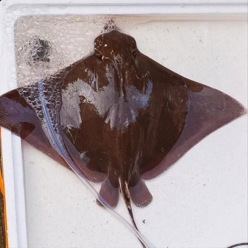 魔鬼魚的照片大全大圖【海洋中最具視覺沖擊力的生物之一,蝠鲼:10歲開始繁衍的魔鬼魚】