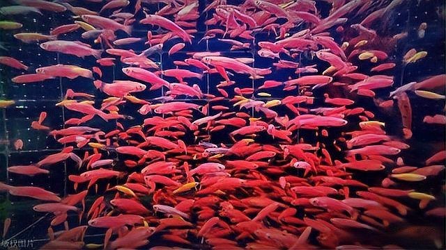 如何判斷招財(cái)魚是否健康【如何通過魚的行為判斷魚是否健康】