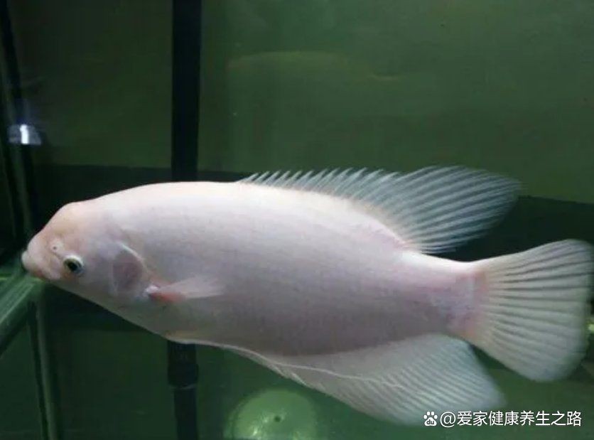 如何判斷招財(cái)魚是否健康【如何通過魚的行為判斷魚是否健康】