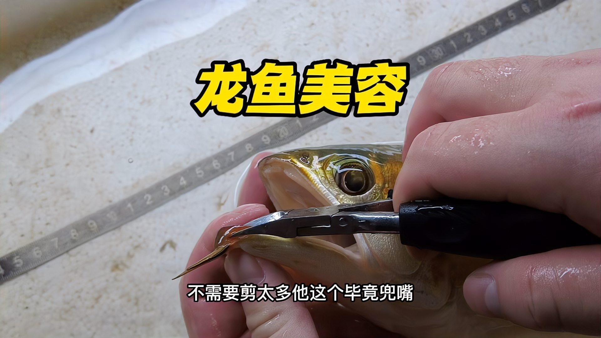 紅龍魚美容手術后如何護理？【智能模式回答完成調用工具：百度健康】