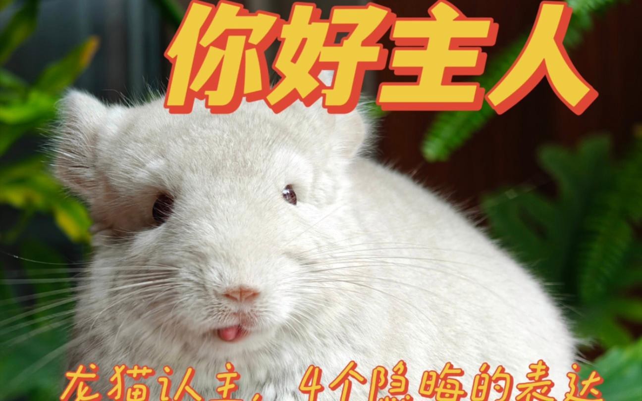 龍貓認(rèn)主后會(huì)有哪些變化？【龍貓喜歡你的5個(gè)表現(xiàn)】