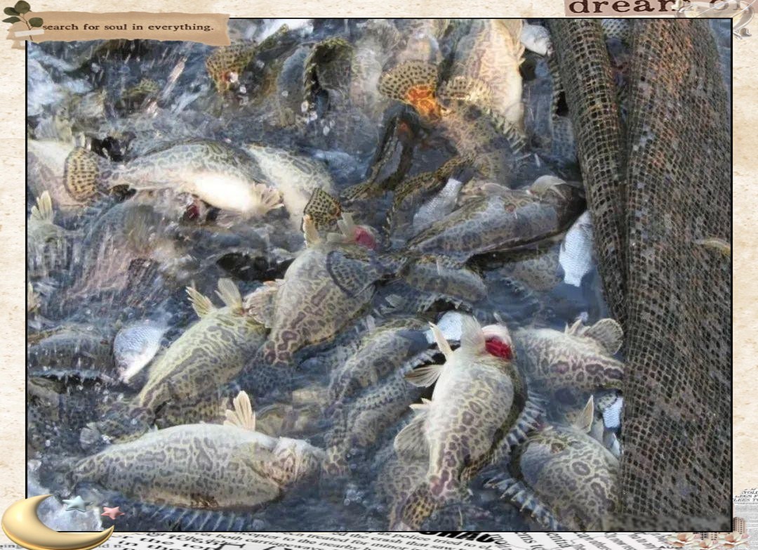淡水石斑魚是鱖魚嗎【淡水石斑魚與淡水鱖魚的區別】