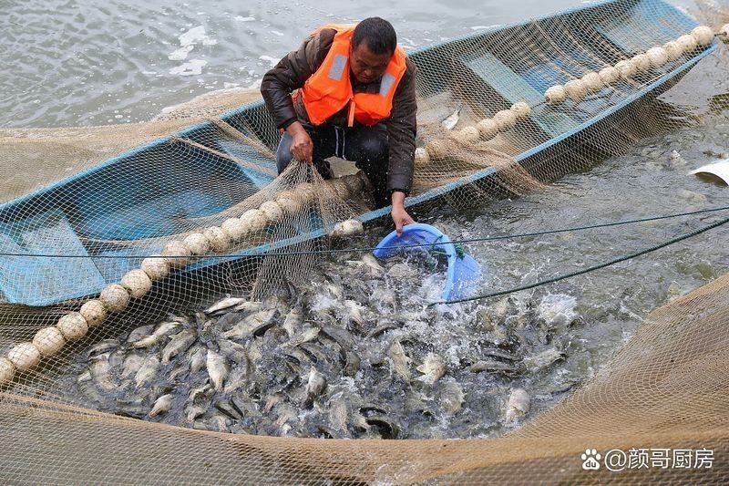 淡水石斑魚是鱖魚嗎【淡水石斑魚與淡水鱖魚的區別】