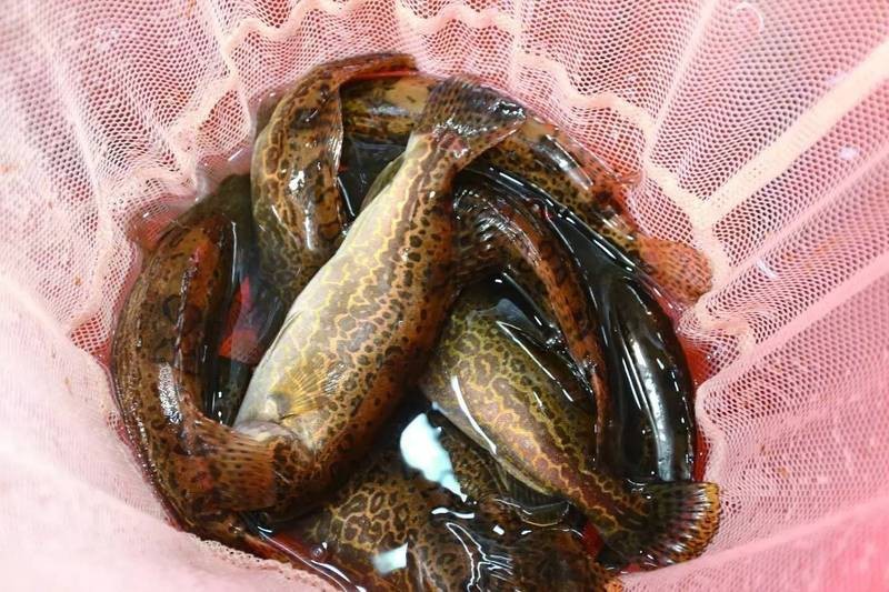 淡水石斑魚是鱖魚嗎【淡水石斑魚與淡水鱖魚的區別】