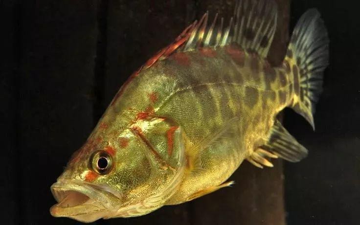 淡水石斑魚是鱖魚嗎【淡水石斑魚與淡水鱖魚的區別】
