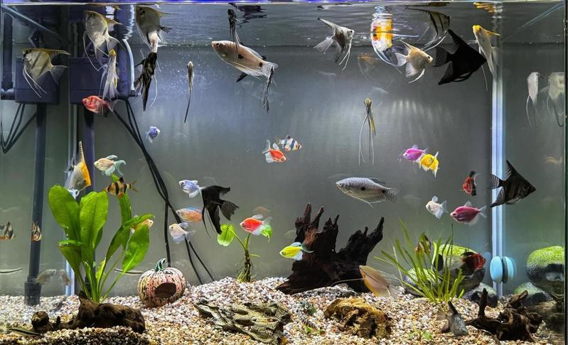 非洲金鼓魚能混養(yǎng)嗎【快樂生活，適合和銀龍魚混養(yǎng)5種配魚上行魚】
