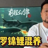 藍(lán)吉羅混養(yǎng)最忌三種魚【藍(lán)吉羅魚怎么養(yǎng)】