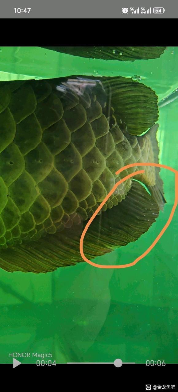 龍魚外寄多久能好？【智能模式回答完成調用工具：百度健康】