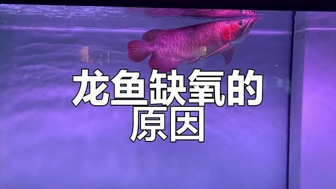 龍魚頻繁張嘴呼吸是缺氧嗎？【timtian魚嘴一直一張一合是缺氧嗎】