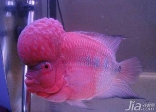 羅漢魚10元一斤貴不貴【羅漢魚價格是多少】