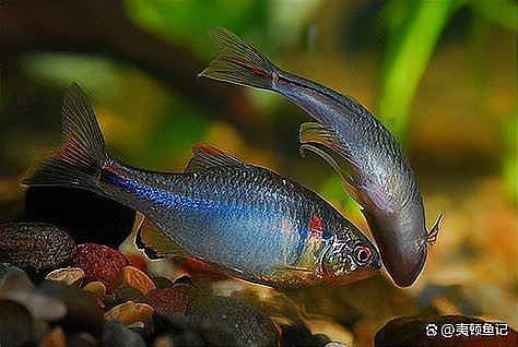 讓魚發色最簡單三招【養魚小藝，[需手動填充][需手動填充]魚發色全攻略，這些技巧你必須知道】