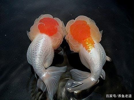 讓魚發色最簡單三招【養魚小藝，[需手動填充][需手動填充]魚發色全攻略，這些技巧你必須知道】