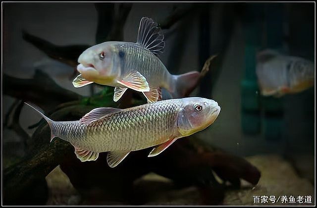 讓魚發色最簡單三招【養魚小藝，[需手動填充][需手動填充]魚發色全攻略，這些技巧你必須知道】