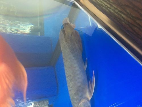給我一些龍魚鱗片發黑的圖片示例