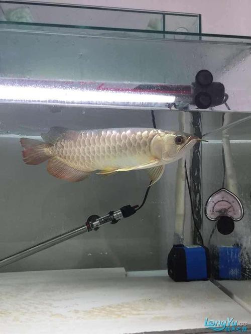 給我一些龍魚鱗片發黑的圖片示例