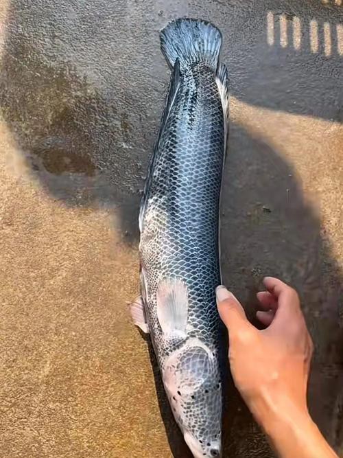 給我一些龍魚鱗片發黑的圖片示例