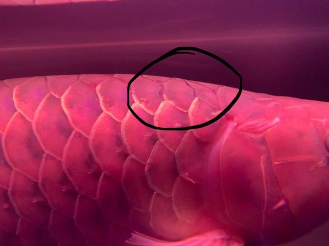 給我一些龍魚鱗片發黑的圖片示例