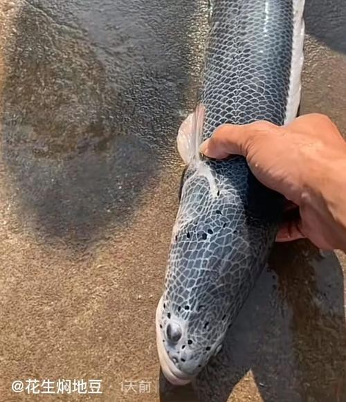 給我一些龍魚鱗片發黑的圖片示例