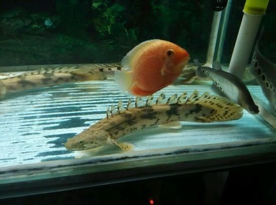 虎紋龍王魚最忌三個東西圖片【虎紋龍王魚飼養技術】